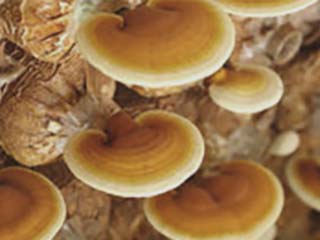 おがくず栽培の霊芝